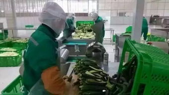 现在办厂创业,有哪些项目可以选择 推荐5个